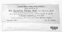 Hysterium fraxini image